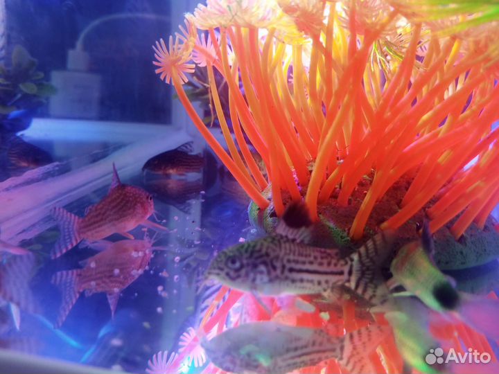 Аквариумные рыбки, аквариумы, фильтры, растения