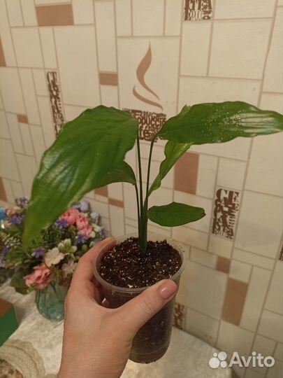 Спатифиллум