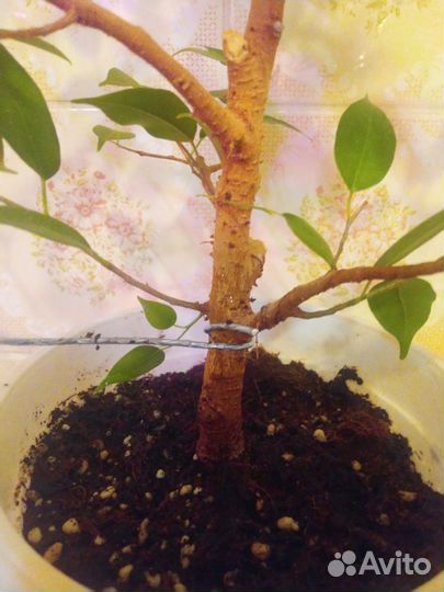 Похожи на бонсайчики