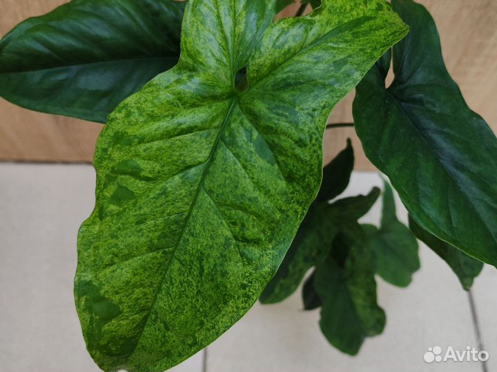 Монстера манки, сингониум мохито