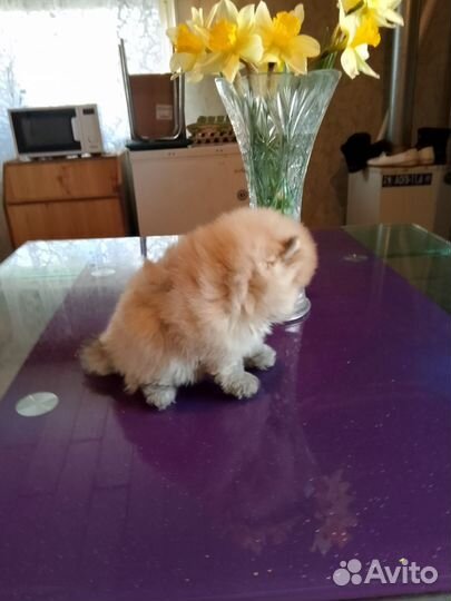 Померанский шпиц мальчик