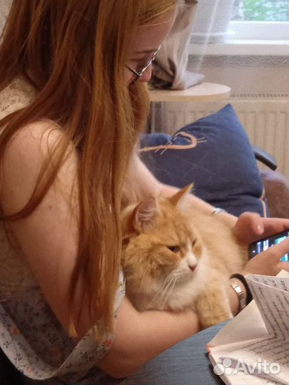 Няня для животных