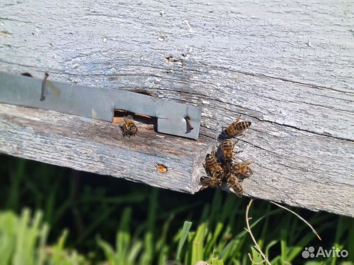 Продам пчел