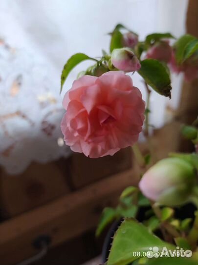 Ванька-мокрый