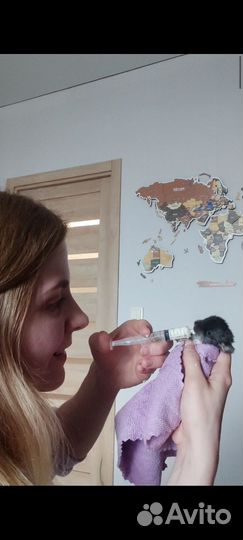 Котоняня, зооняня для собак и других питомцев