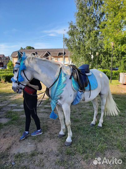 Амуниция, комплекты, сани, телега для лошади, пони