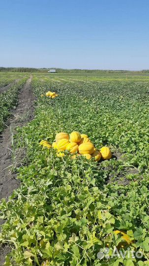 Дыня эфиопка