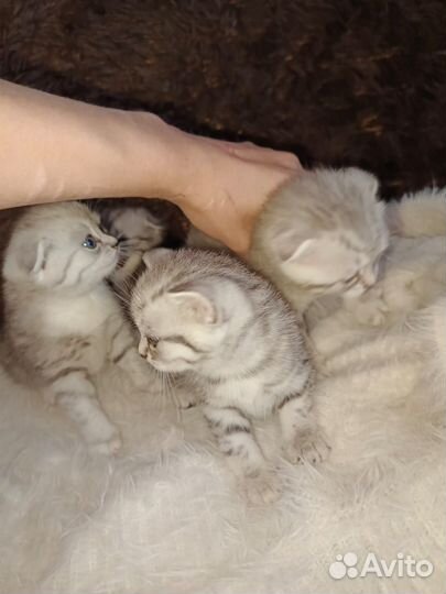 Шотландские котята