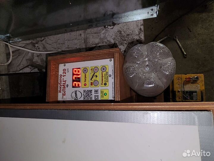 Перепела разных возрастов, инкубационное яйцо