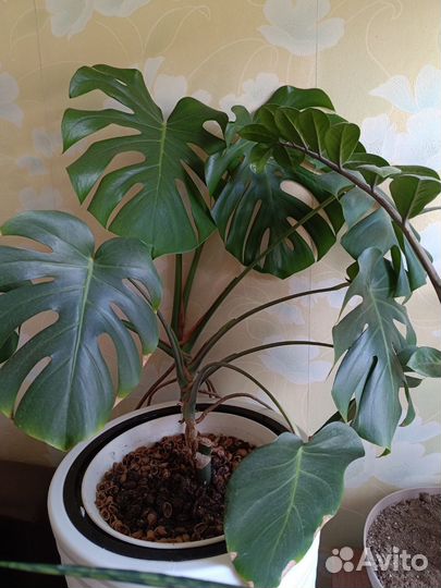 Комнатные растения цветы большие