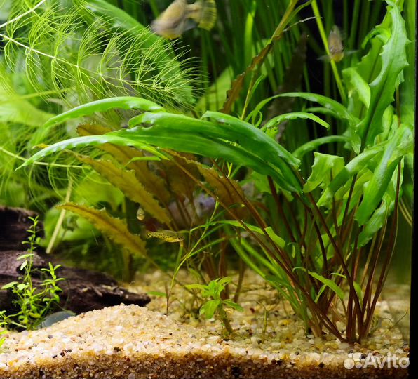 Барклайя, кувшинки, ароидные и др