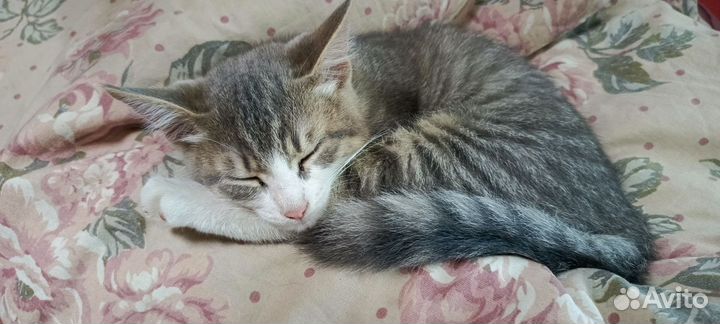 Котятки