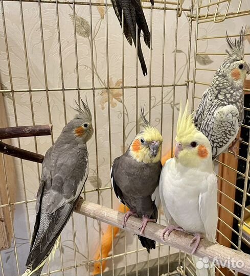 Птенцы попугаев Корелл