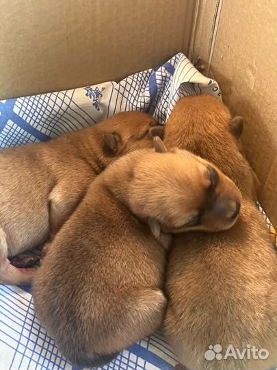 Щенки карело финской лайки