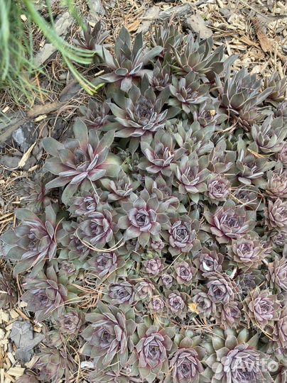 Молодило каменная роза