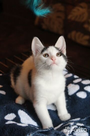 Котенок 2,5 месяца