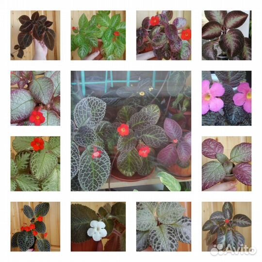 Эписции Сортовые