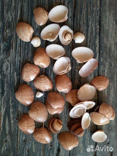 Ракушки Средиземного моря