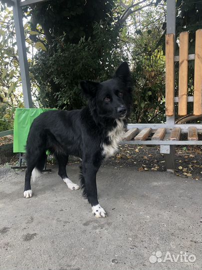 Собака в добрые руки Бордер колли