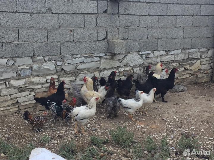 Куры несушки