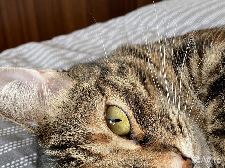 Кошачьи усы, вибриссы