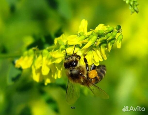 Мед 24 года Алтайский опт