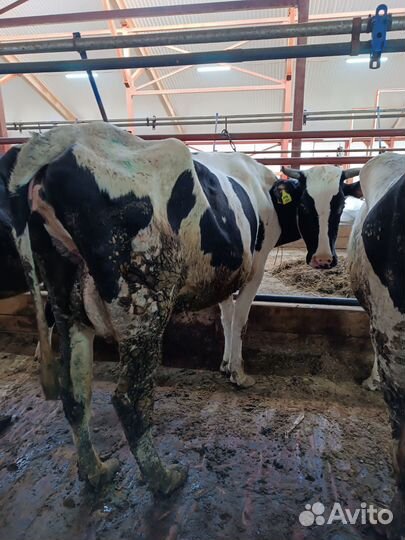 Коровы дойные холмогорские