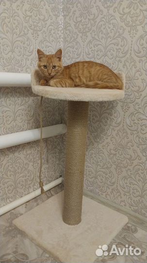 Кошка в дар бесплатно