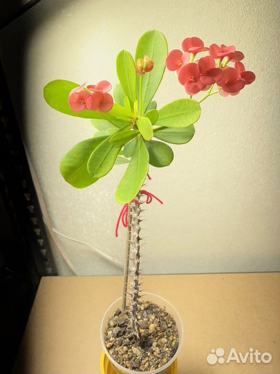 Комнатные растения цветы