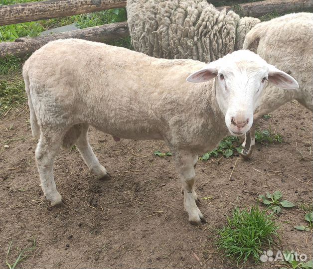 Барашек на 50% Куйбышевская порода
