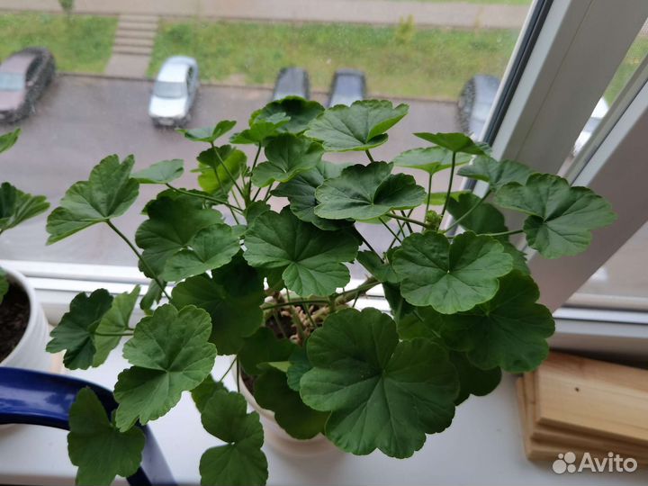 Герань пеларгония красная