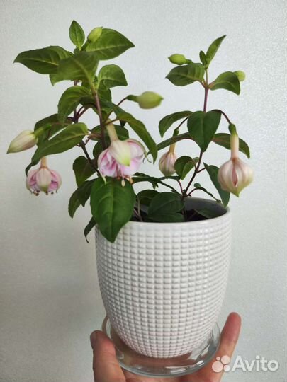 Фуксия Natasha Sinton