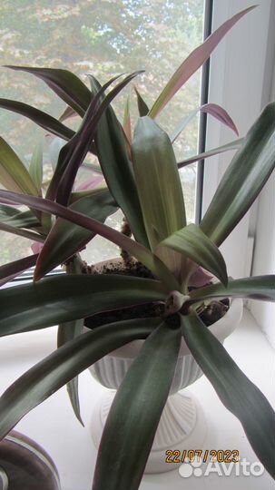 Цветы домашние в горшках