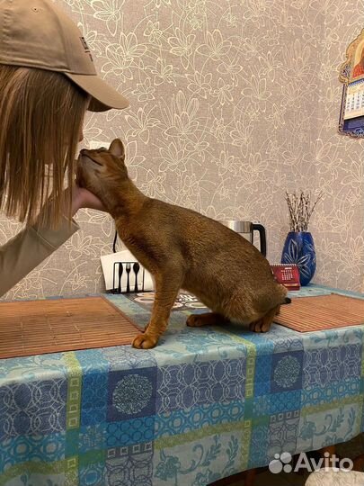 Передержка животных в квартире зооняня