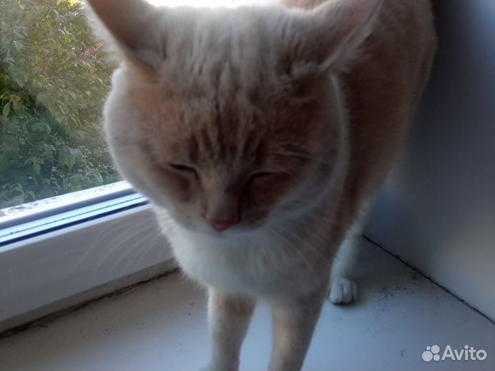 Отдам кота в добрые руки