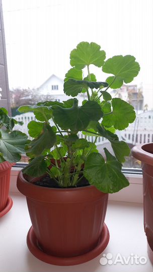 Герань пеларгония белая