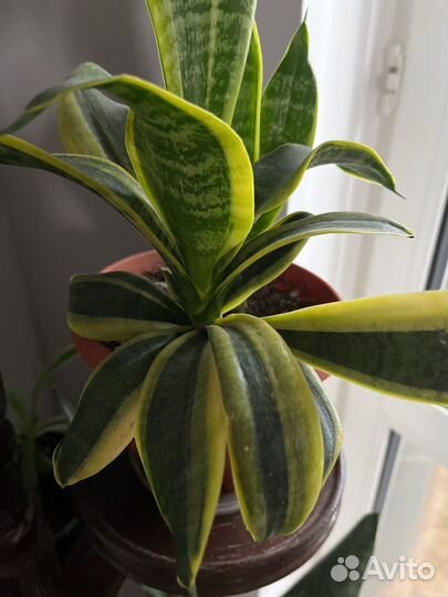 Сансевиерия