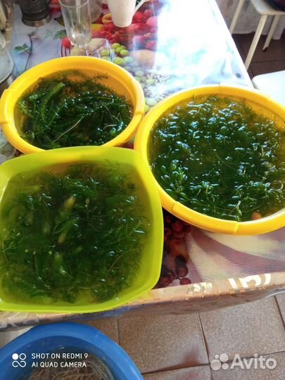 Роголистник, Криптокорина, Элодея