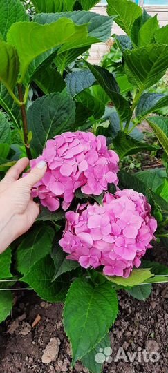 Гортензия крупнолистная