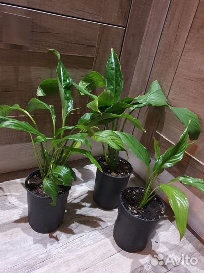 Спатифиллум