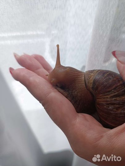 Улитки ахатины