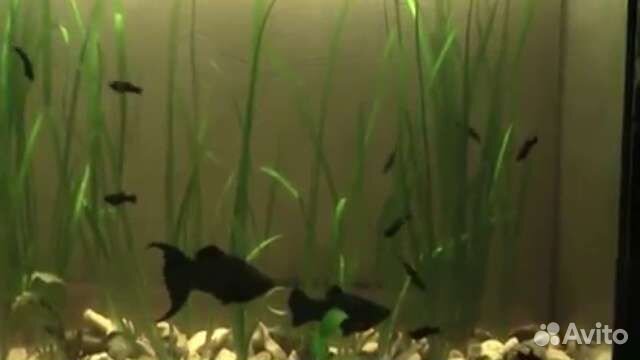 Моллинезия чёрная