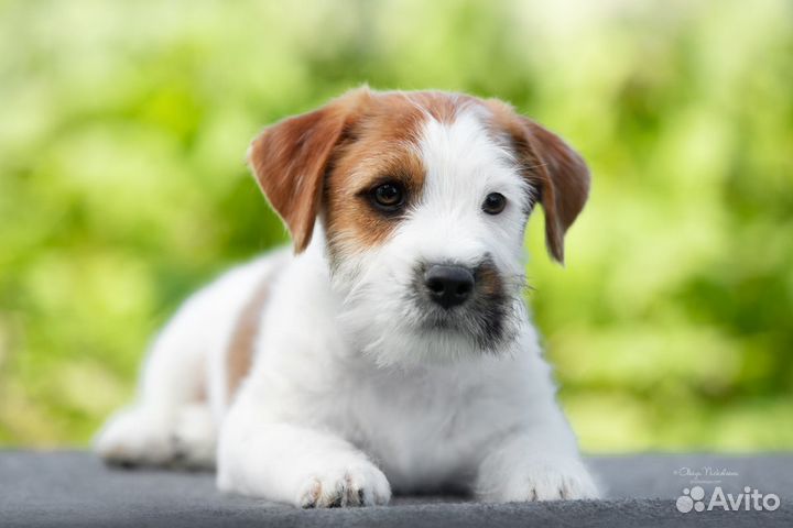 Джек Рассел терьер мс Ягер