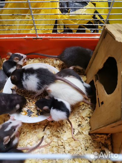 Крыски дамбо