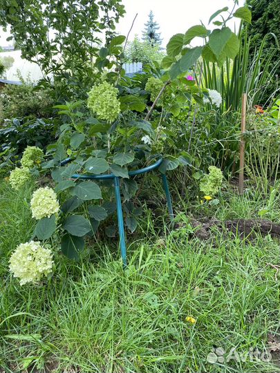 Гортензия древовидная