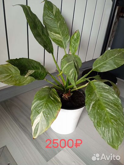 Спатифиллум Домино