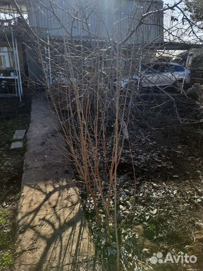 Растения рассада