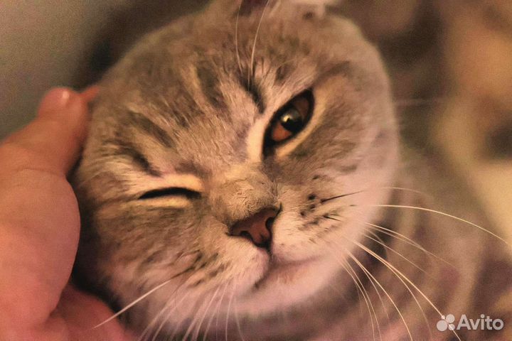 Шотландская Киса с сердцем на боку в добрые руки