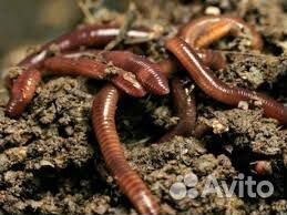 Черви Старатель