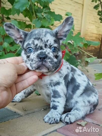 Щенок голубой девочка